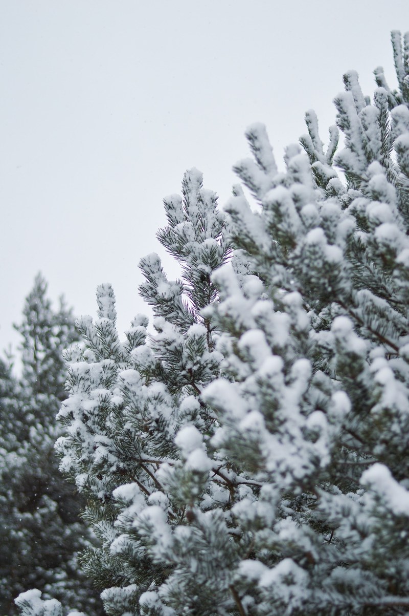 snow capped evergreen on a cold day, snowy evergreen 4k
