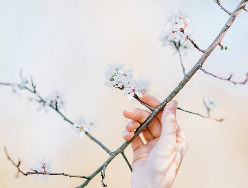 almond twig with blossom flower and persons hand in spring volkspark prenzlauer berg, touching a blossoming branch 4k