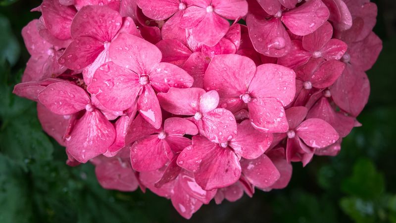 flowers, petals, pink, drops, 4k