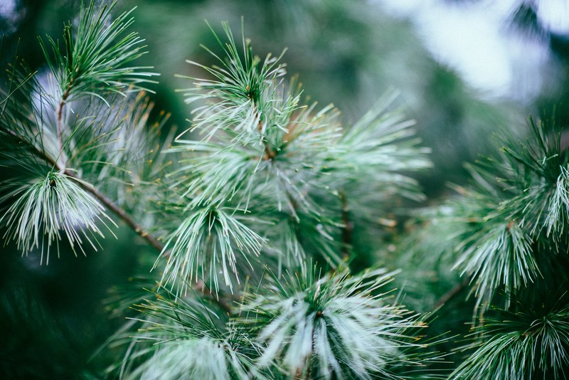 a close up of thin needles on a conifer branch, pine needles close up 4k