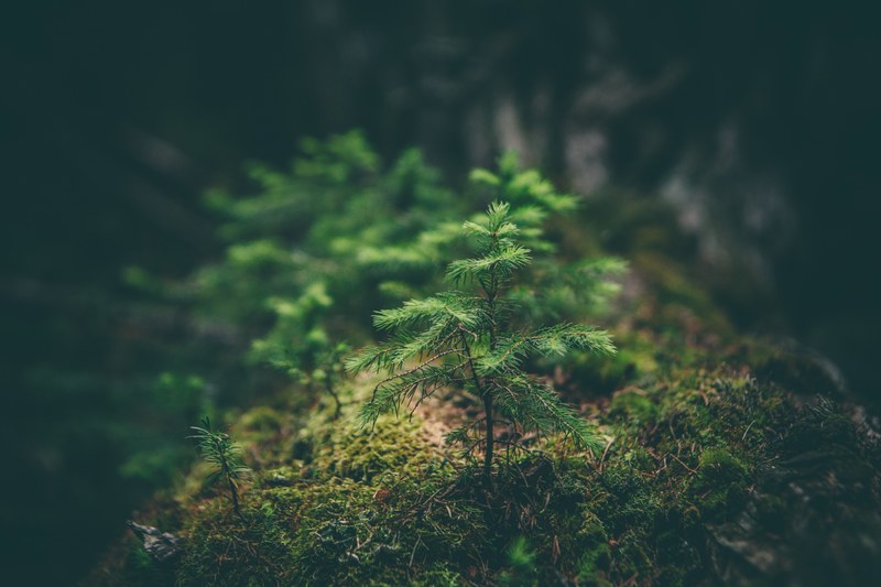 a close up of a lush green conifer sapling growing on moss, conifer sapling 4k