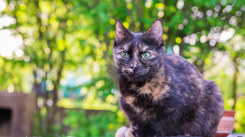 cat, spotted, sitting, outdoor, 4k