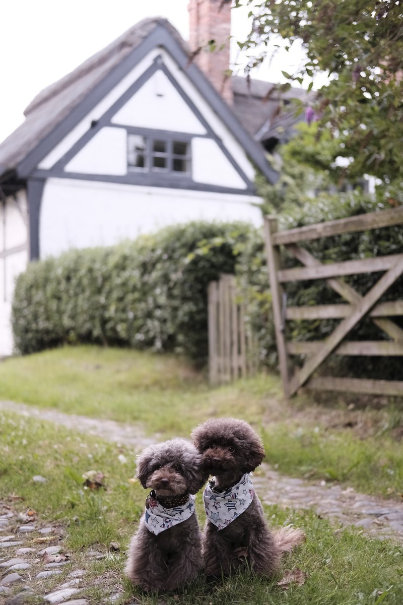 house cottage dog and poodle hd, 4k