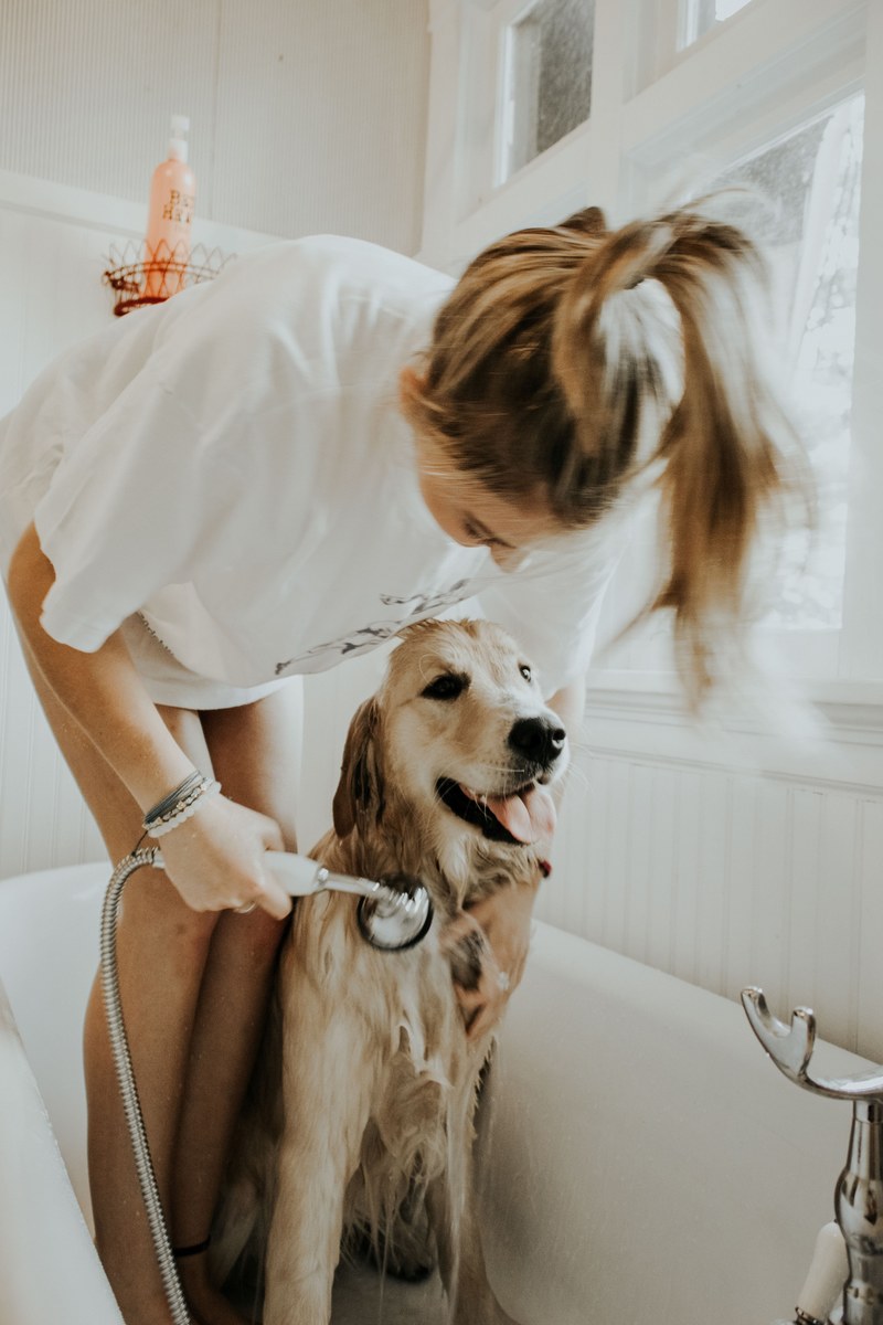 golden puppy summer and shower hd, 4k