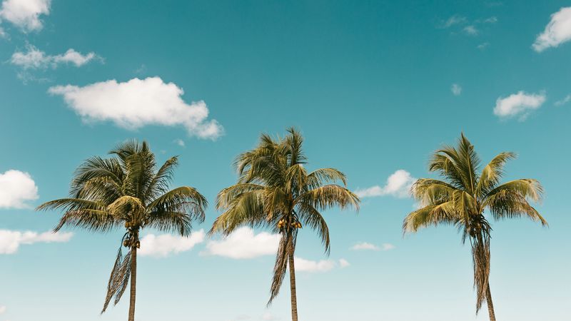palm, minimalism, sky, 4k