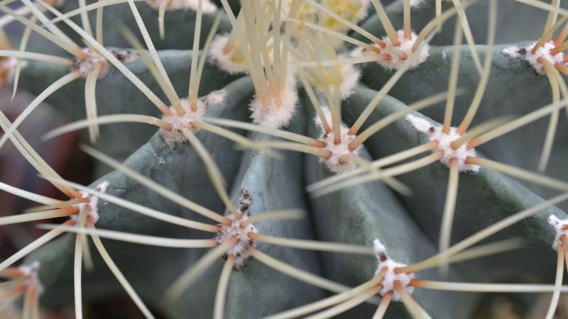 cactus, flower, close-up, 4k