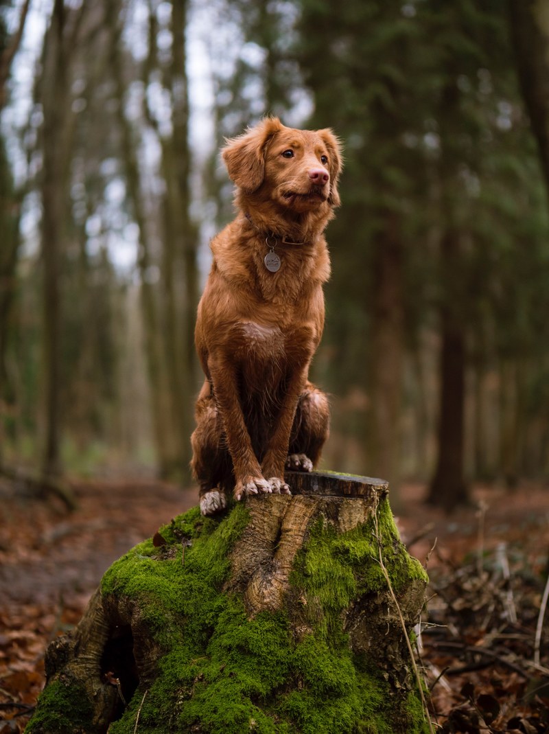 dog pet canine and brown hd, 4k