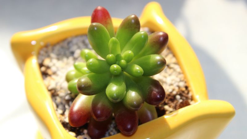pot, plants, stones, 4k