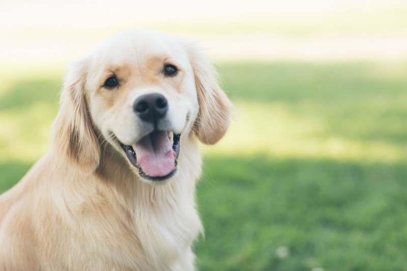 golden retriever puppy 4k