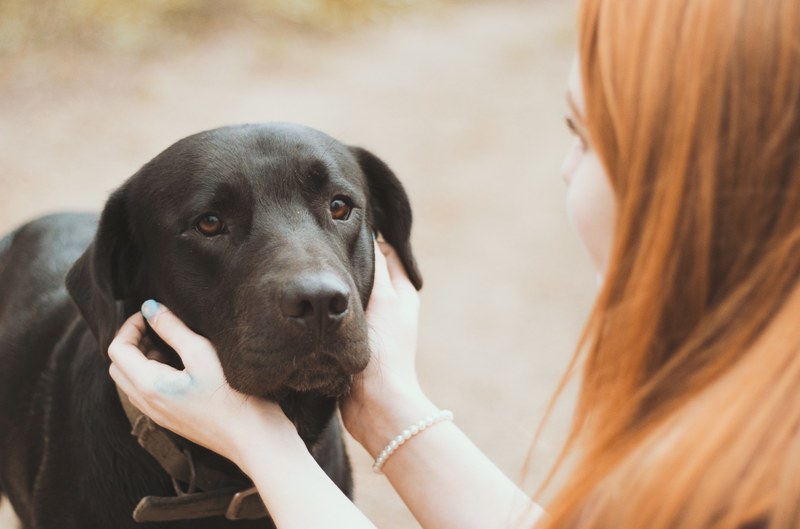 the comfort of a pup 4k