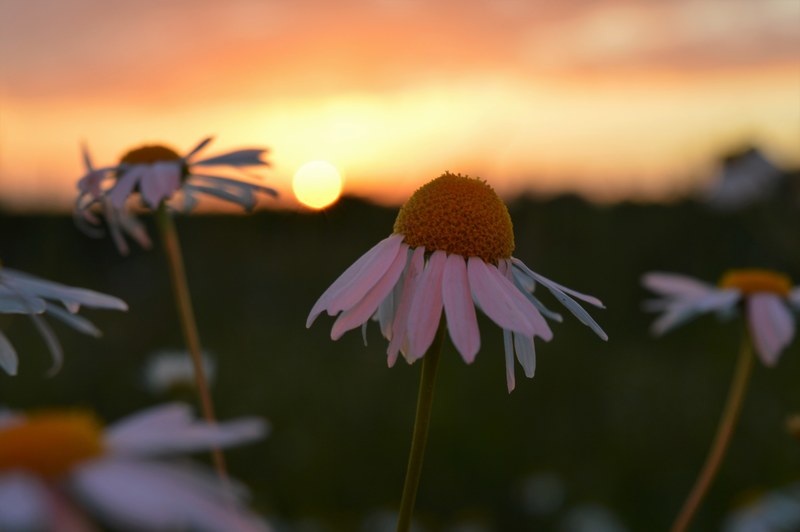 marguerite 4k