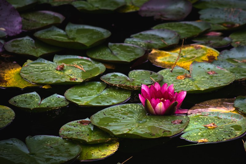 lily pad plant flower and lake 4k