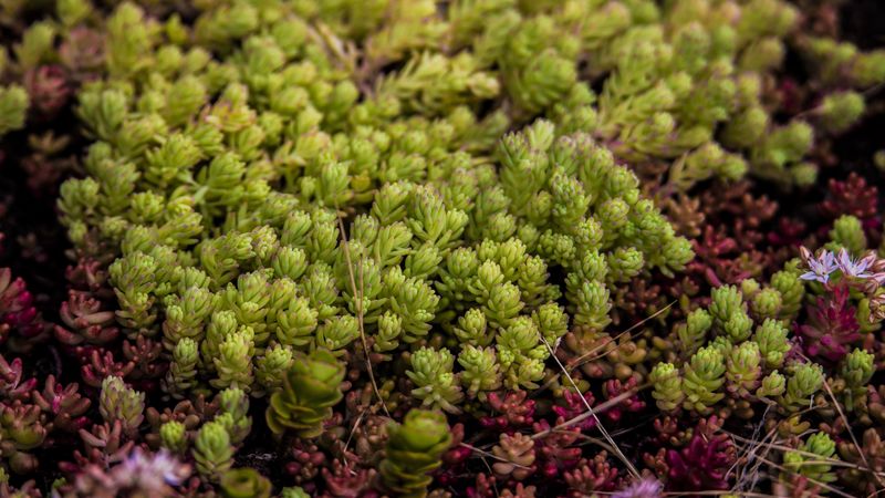 fern, plant, cultivation, 4k