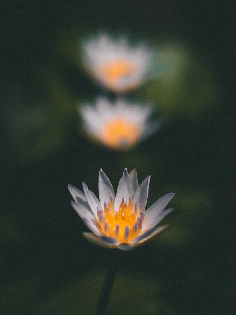 lotus in line_ 4k