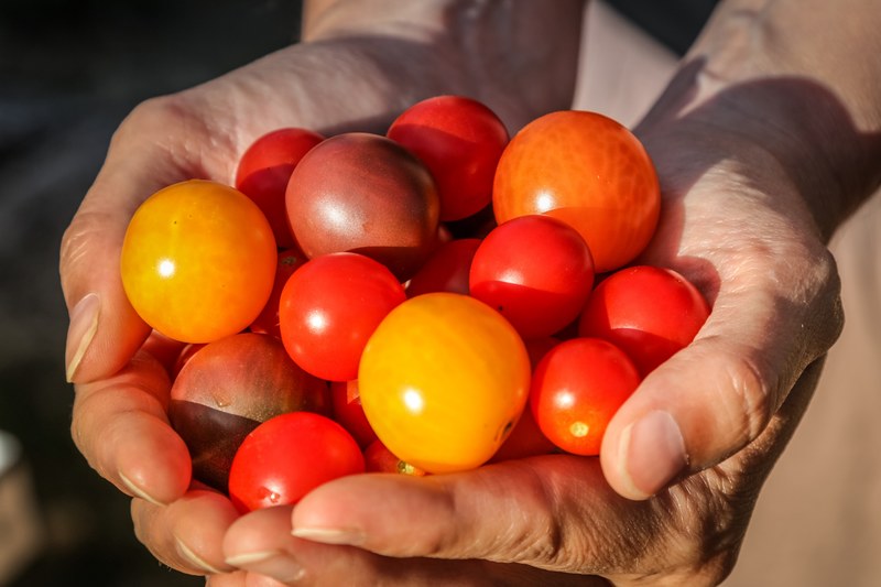 gift tomato and give 4k