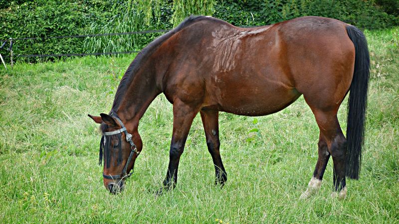 horse, grass, walking, eating, 4k