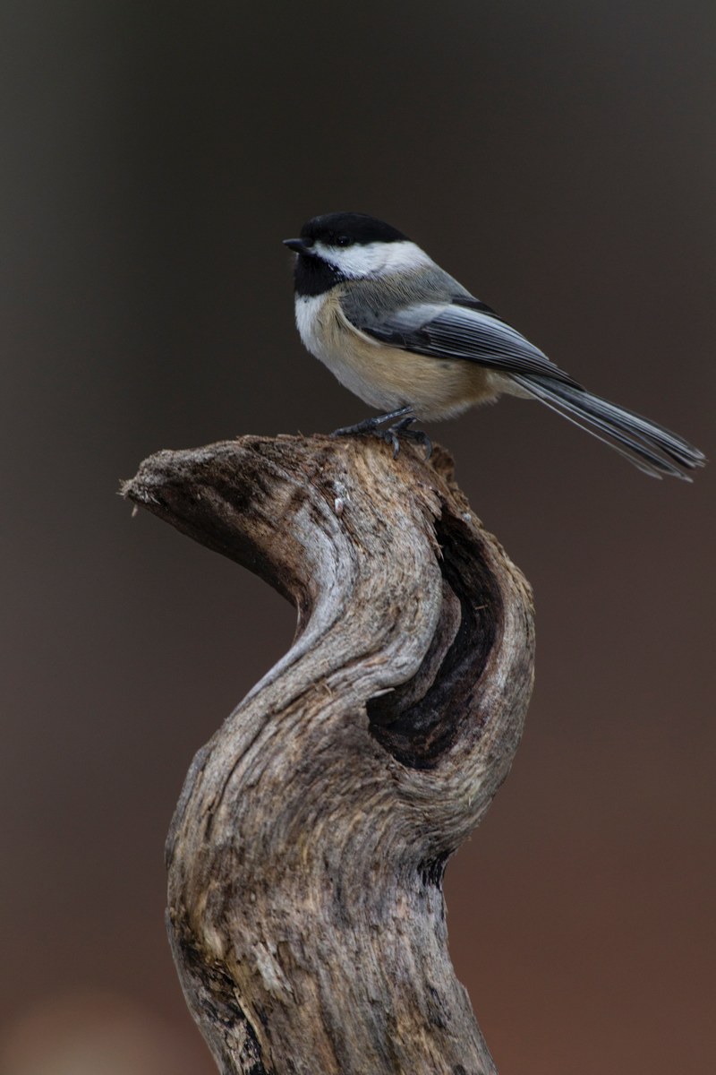 chickadee proud 4k