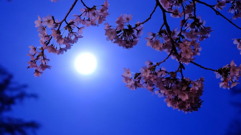 moon, flowers, bloom, 4k