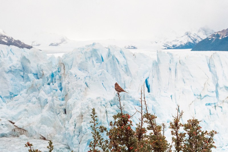 argentina perito moreno glacier and nature 4k