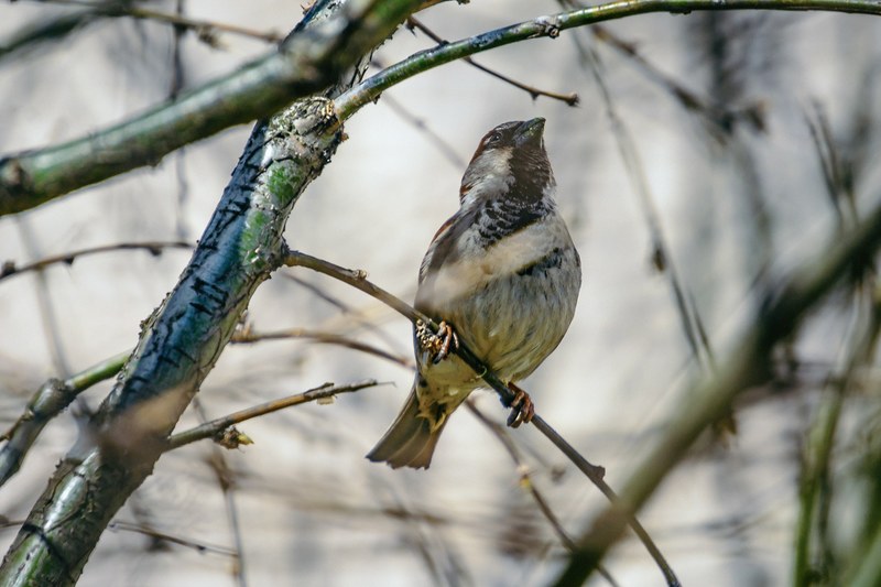 forest tree titmouse and sparrow 4k