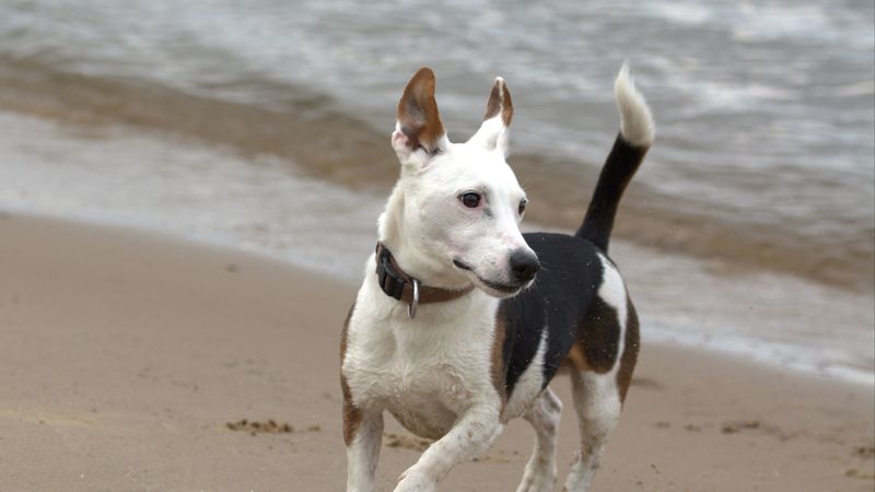 jack russell, terrier, dog, run, 4k
