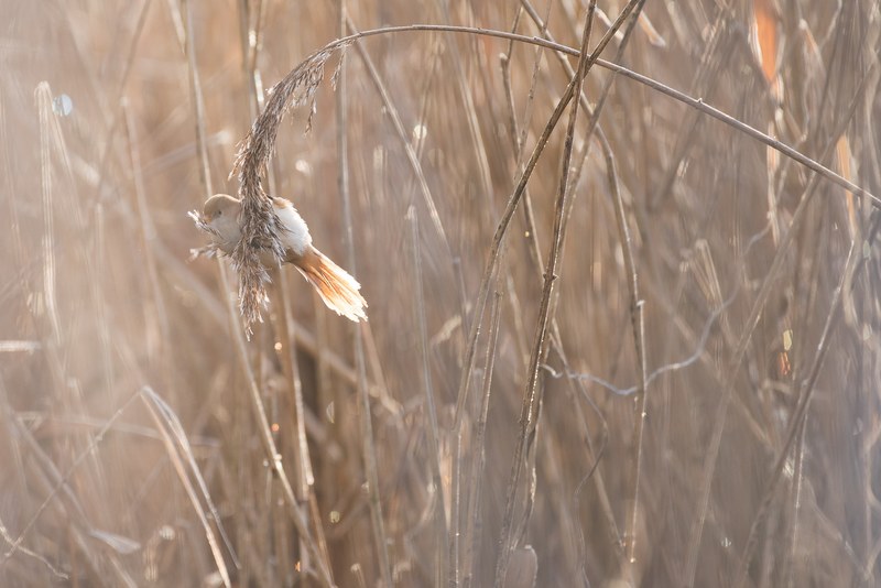wild nature wildlife and bearded tit 4k
