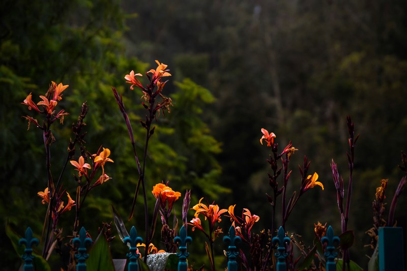petal plant flower and botany 4k