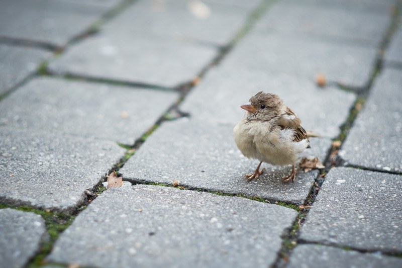 nature cute tasty and moody 4k