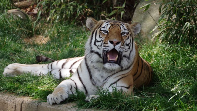 tiger, fangs, jaws, tongue, 4k