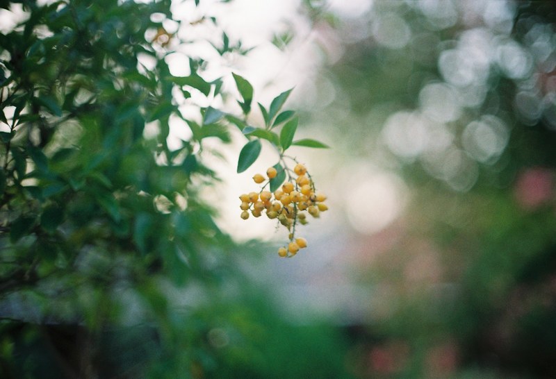 fl 50mm f1_4 4k