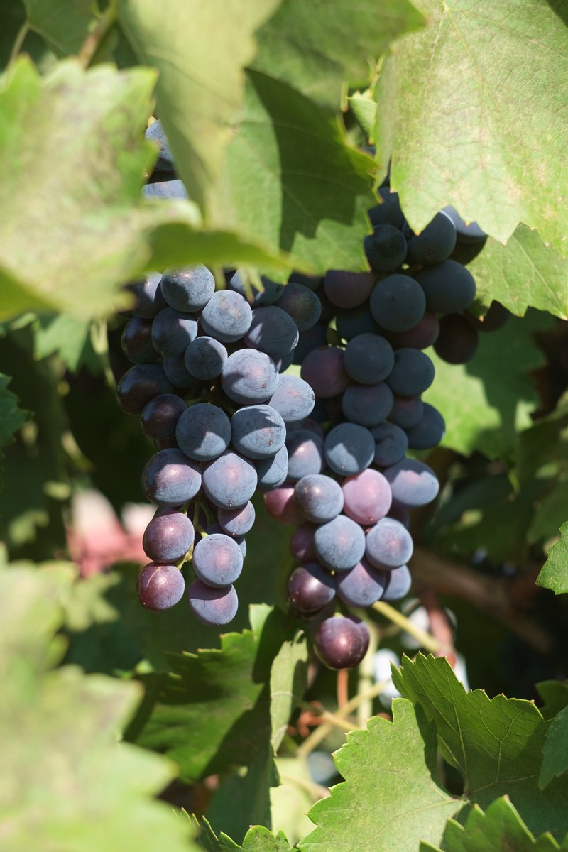 grape 4k