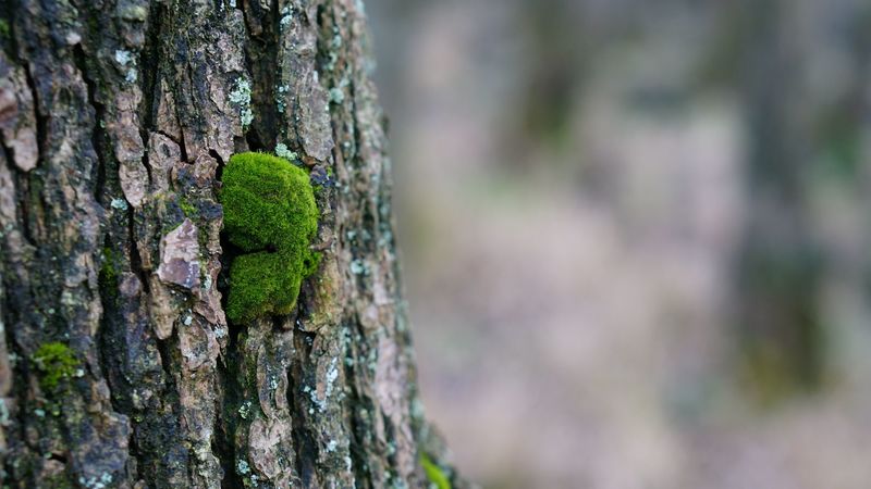 tree bark, wood, moss, 4k
