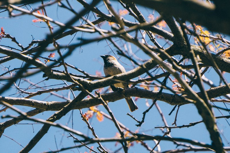 nature wildlife sky and sparrow 4k
