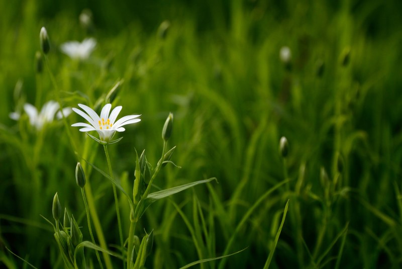 bokeh shallow depth of field clean and 4k
