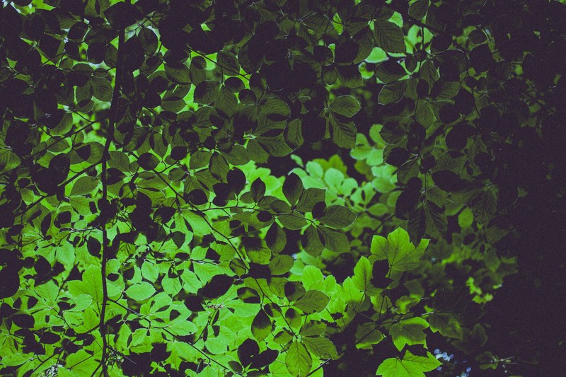 leafe tree green and branch 4k