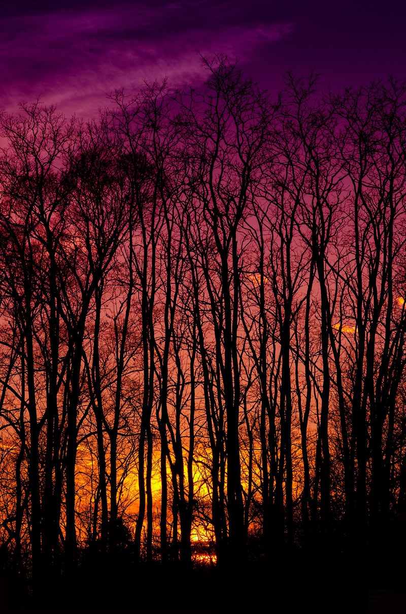 hue metro detroit michigan and forest hd, 4k