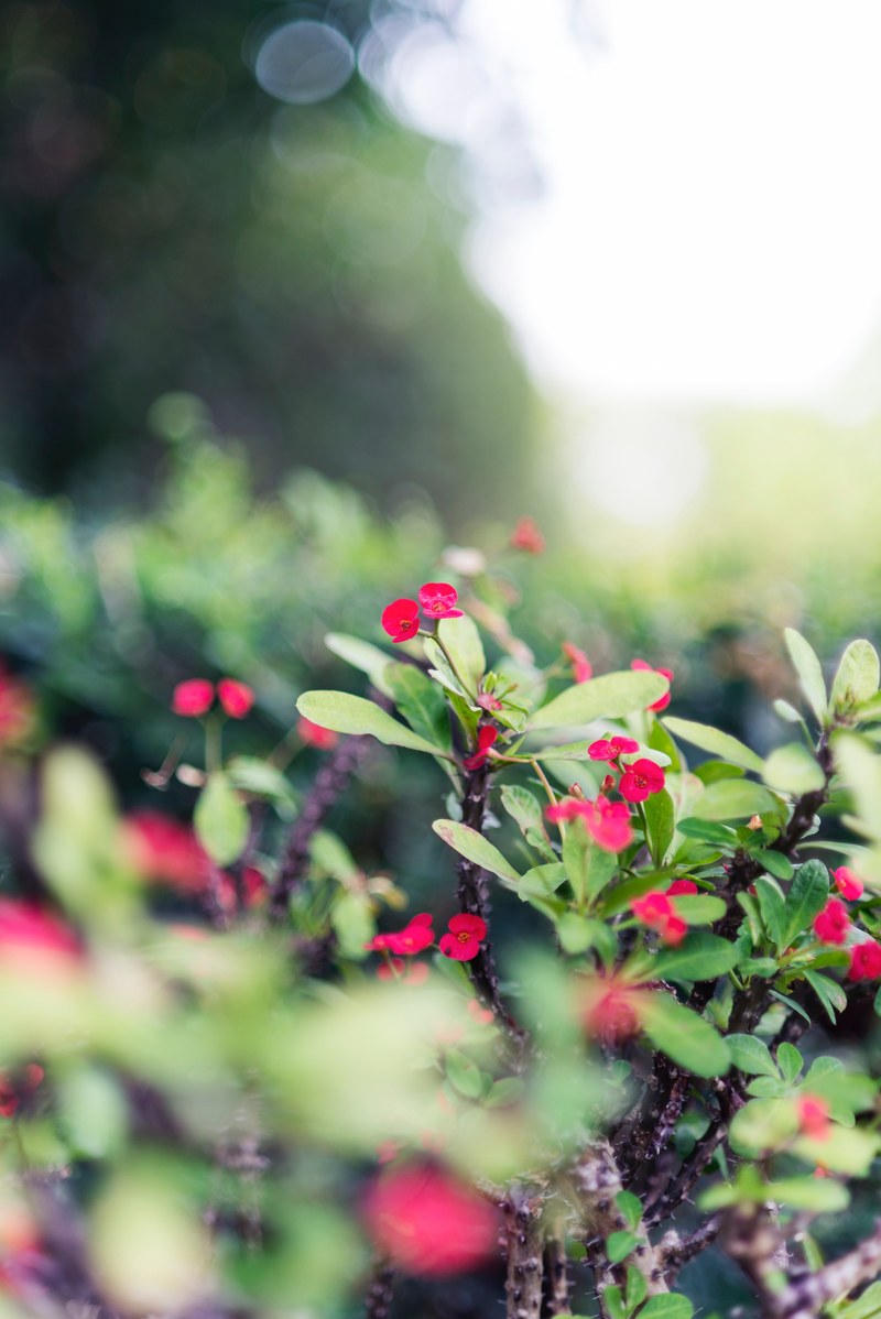 beauty in the garden 4k