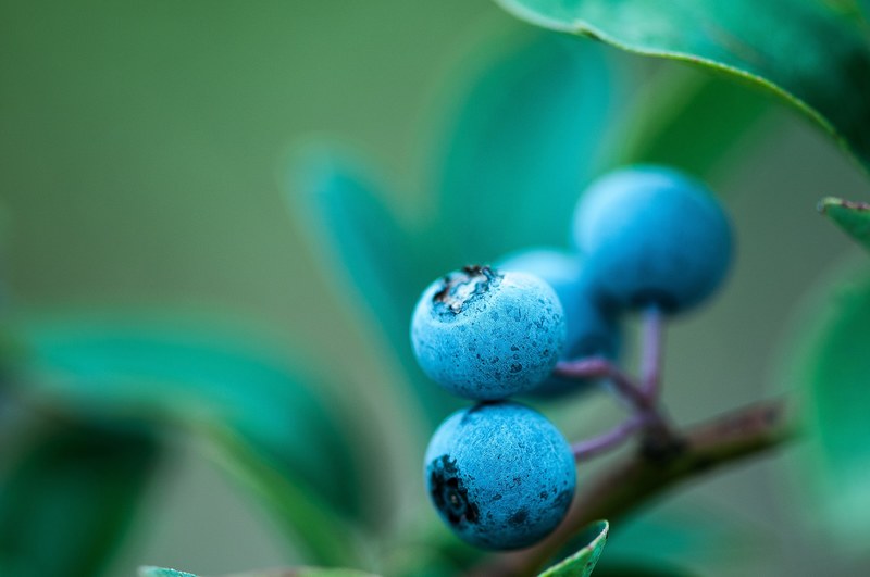 berry blueberry orchard and fruit 4k