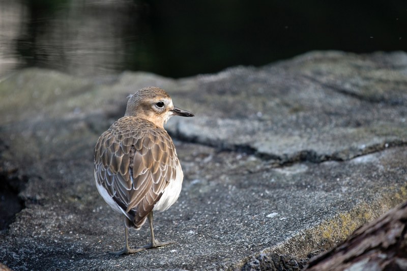 new zealand plover 4k