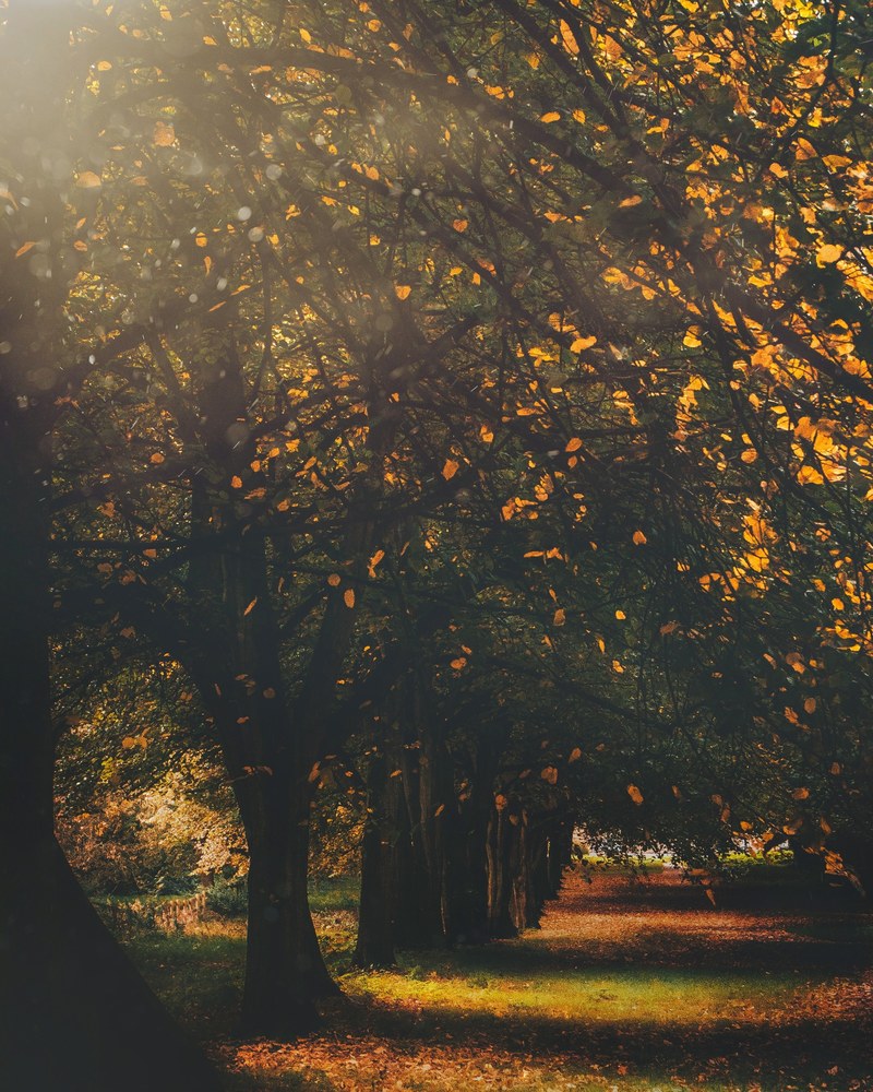 autumn in the court 4k