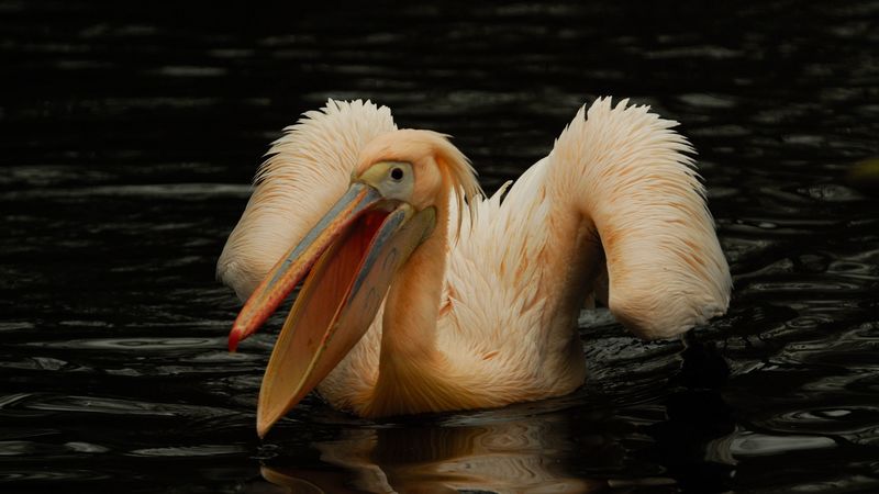 pelican, pink, bird, water, 4k