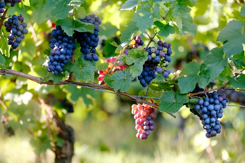wild grapes grow on a vine in a wine vineyard, grapes in the garden 4k