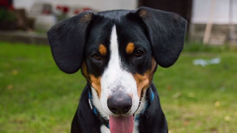bernese mountain dog, dog, muzzle, 4k