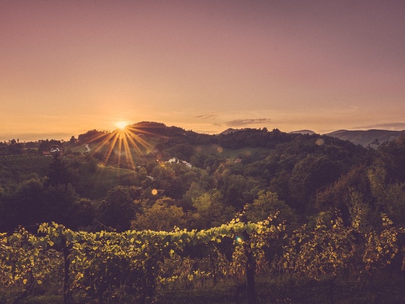 wine red wine white wine and slovenium 4k