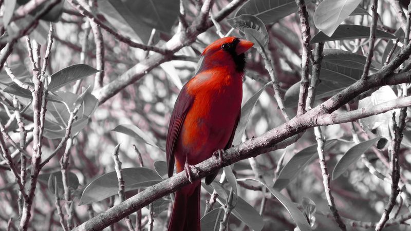 red cardinal, bird, branch, sit, 4k