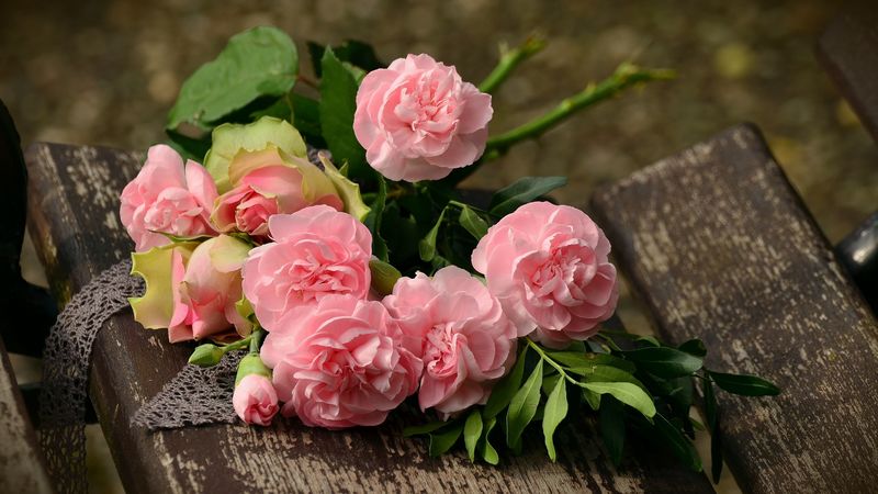 carnations, flowers, flower, pink, 4k