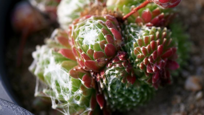 cactus, flower, thorn, macro, 4k