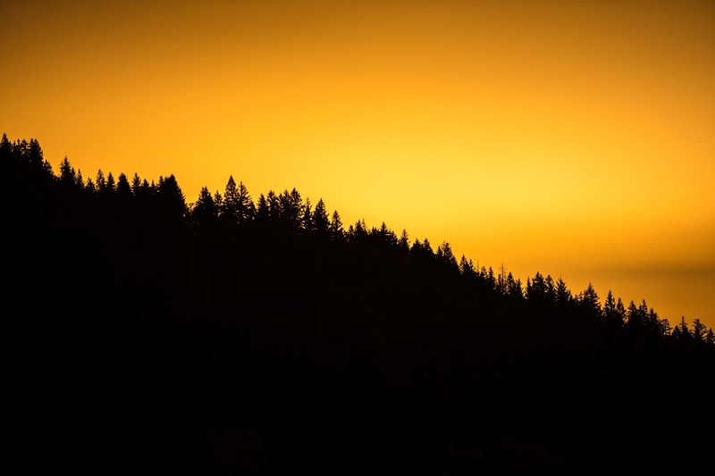 landscape tree forest and woodland 4k