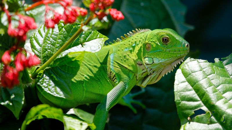 iguana, reptile, lizard, flower, leaf, 4k