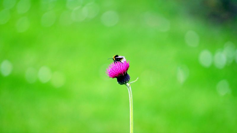 flower, bee, macro, bud, 4k